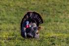 Eastern male wild tom turkey in breeding plumage near Whitefish, Montana, USA. Art Print